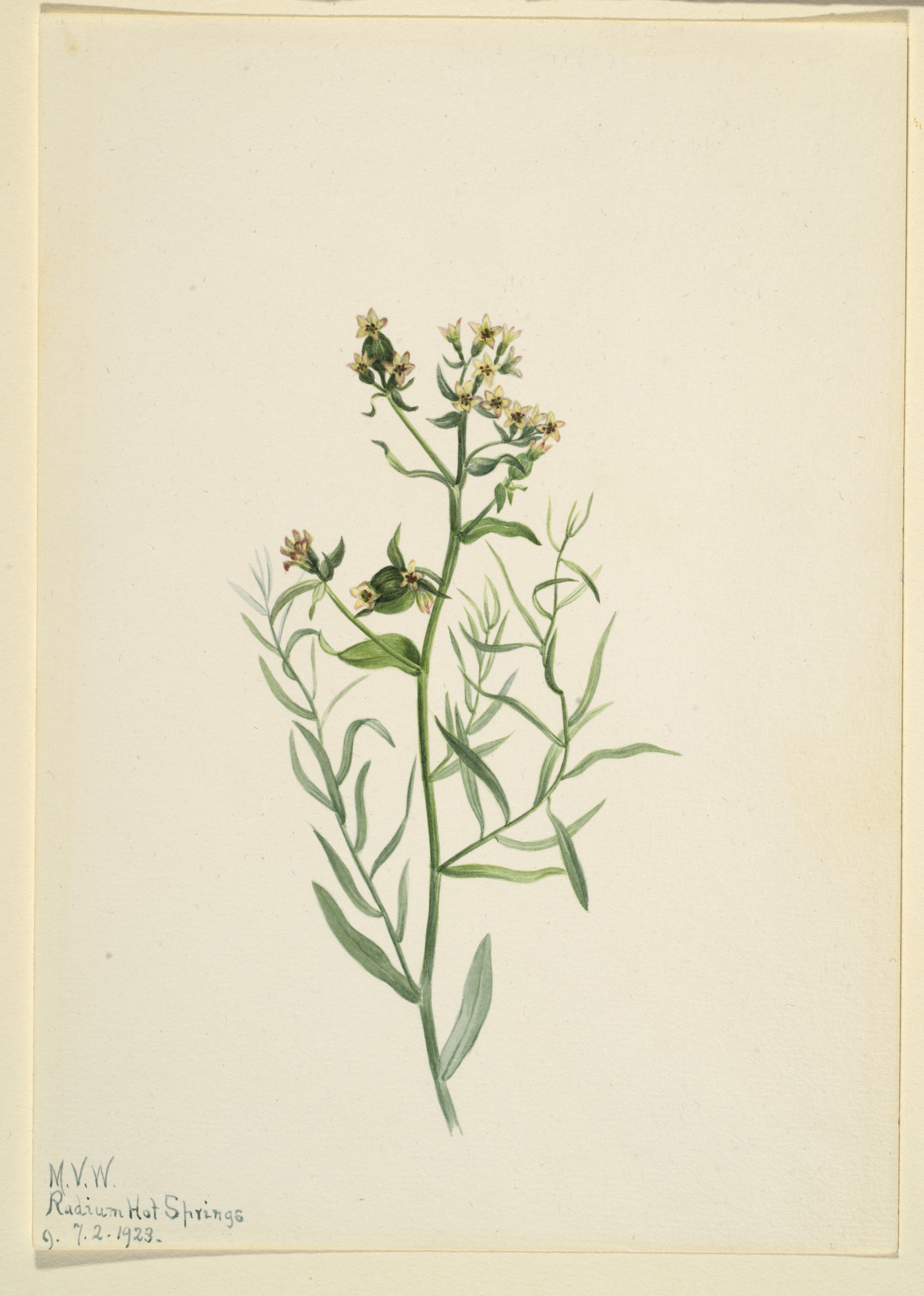Mary Vaux Walcott, Bastard Toadflax (Comandra pallida)