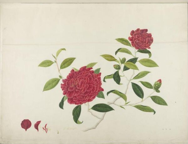 unknown, Flowers and Fruits