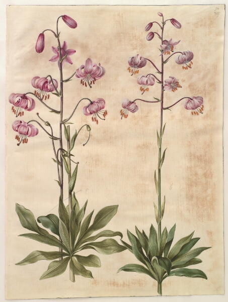 Hans Simon Holtzbecker, Lilium martagon (krans-lilje)