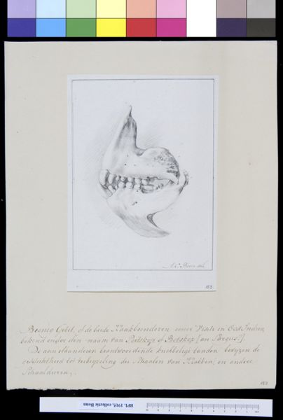 A Bonn, Animals: both jaws of a fish