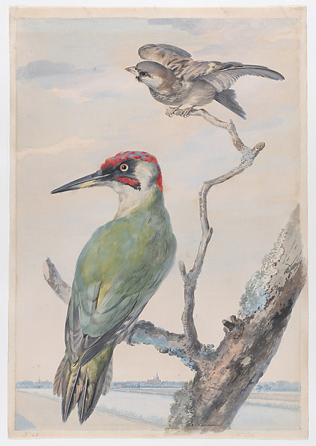 Aert Schouman, A Green Woodpecker and a Sparrow in a Tree
