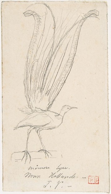 Charles Meryon, A Lyre Bird