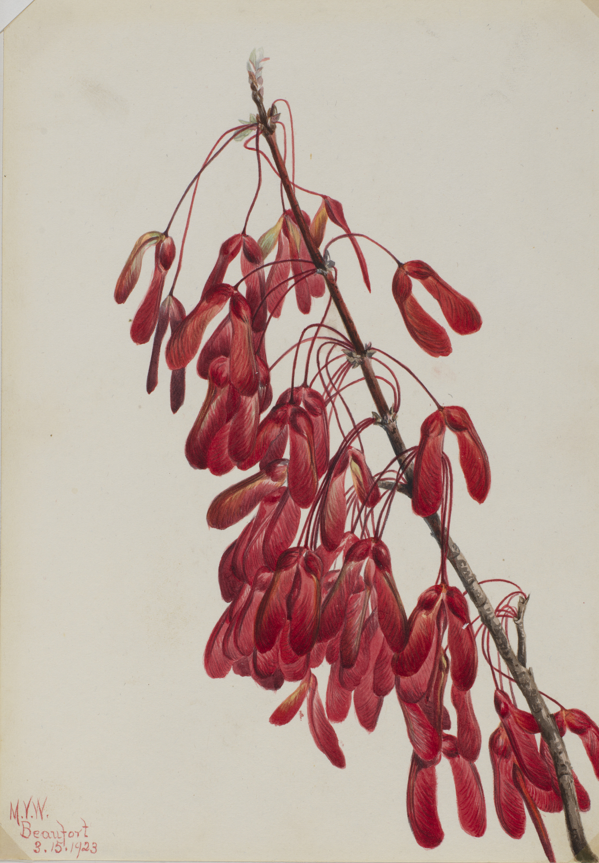 Mary Vaux Walcott, Carolina Maple (Acer carolinianum)