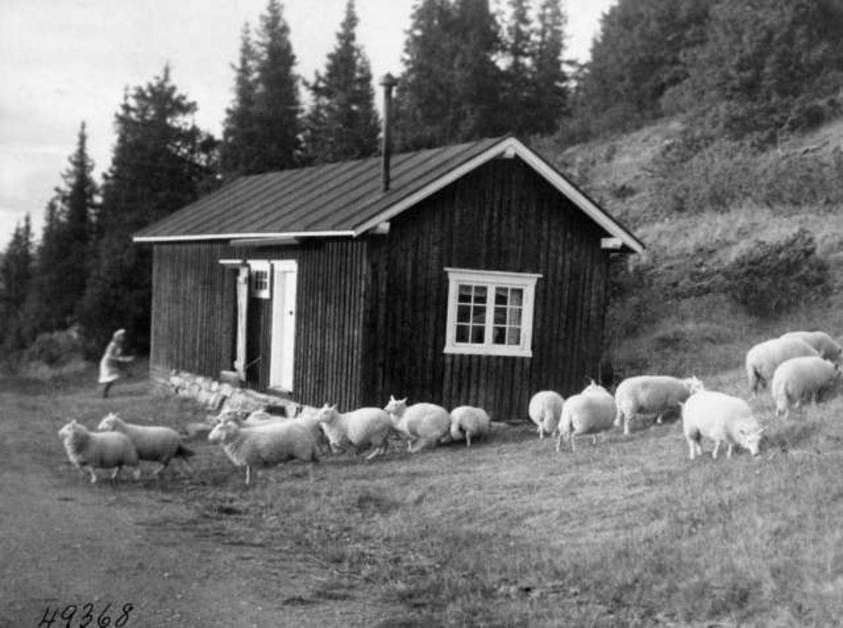 Anders Beer Wilse, -6888