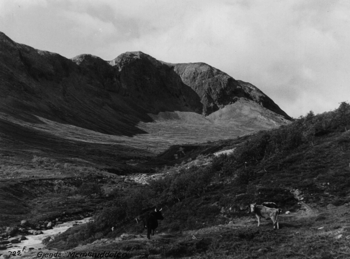 Anders Beer Wilse, Memurudalen, landbruk, husdyrhold, ku.