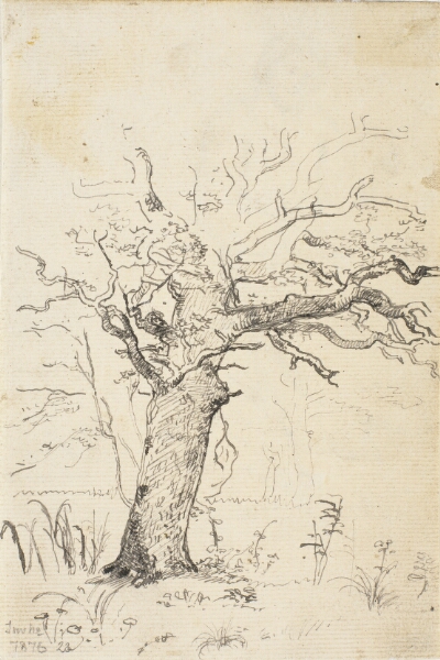 Dankvart Dreyer, Studie af en eg