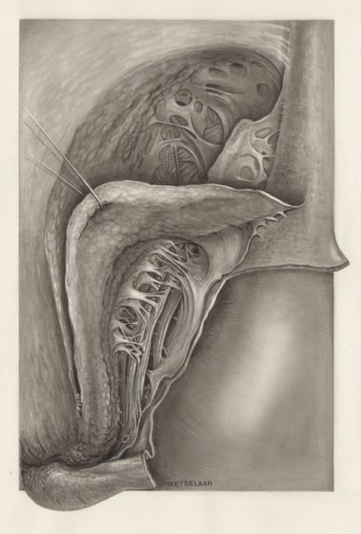 H.G Wetselaar, Tissue surrounding the fossa ischiorectalis