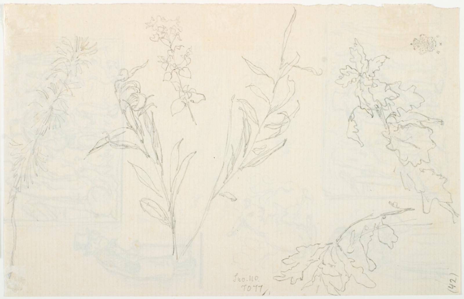 Lorenz Frølich, Blomster og bladstudier