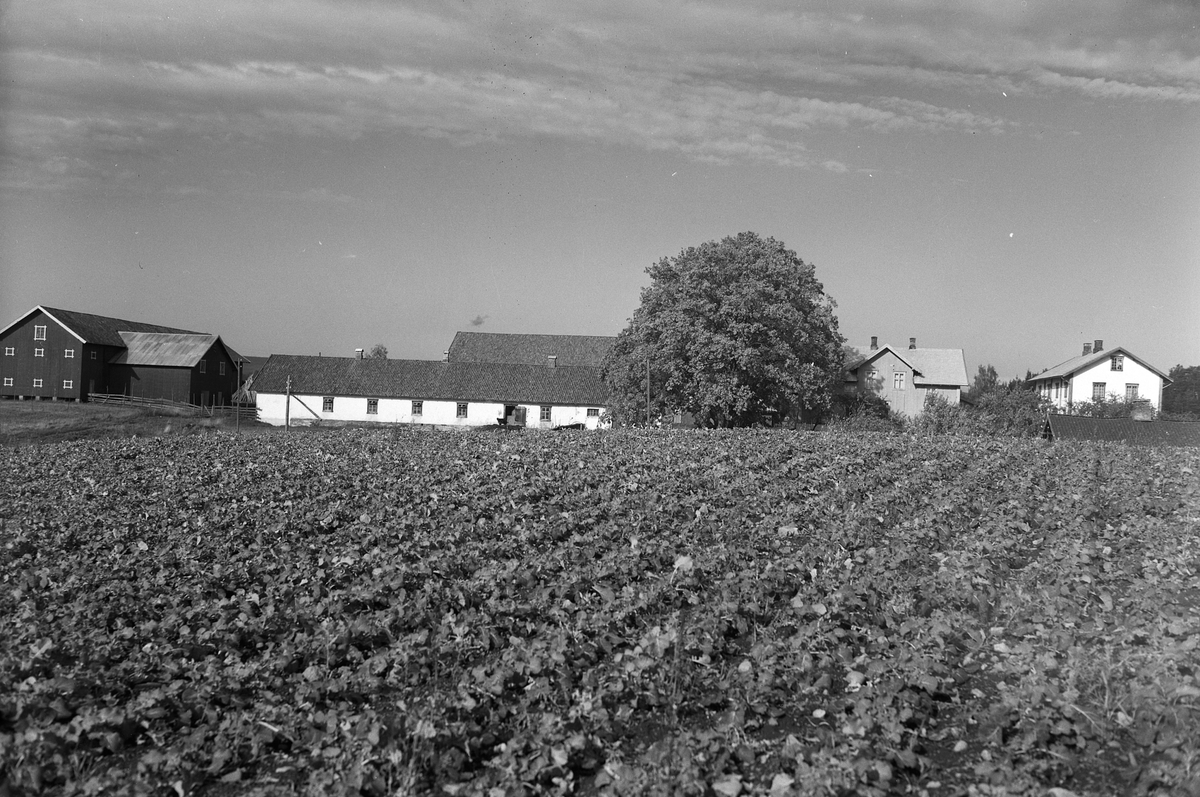 Anno Domkirkeodden, EKSTR: GARDSTUN, SKILLINGSTAD. LØTEN. Se Løtenboka, bind 1. Bygdeboka fra 1949, side 100