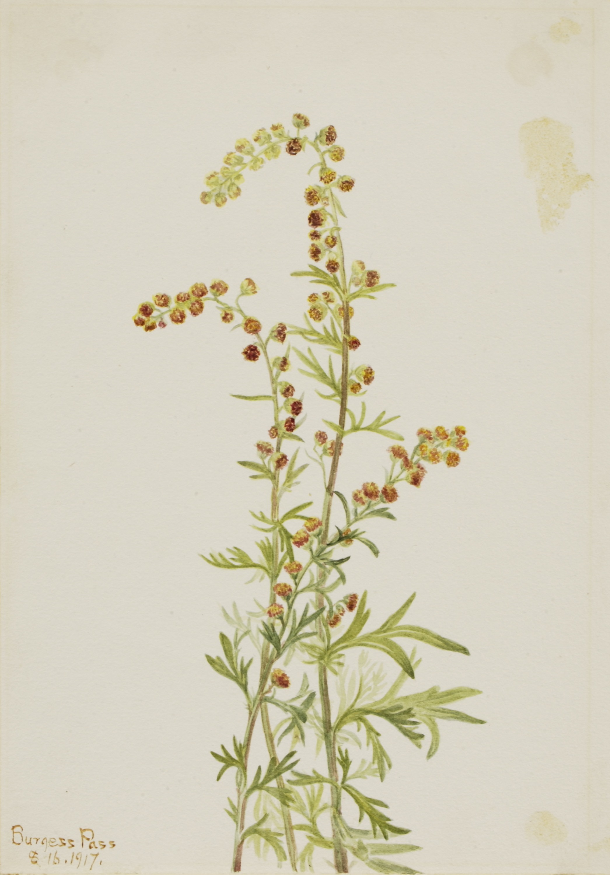 Mary Vaux Walcott, Rock Wormwood (Artemisia discolor)