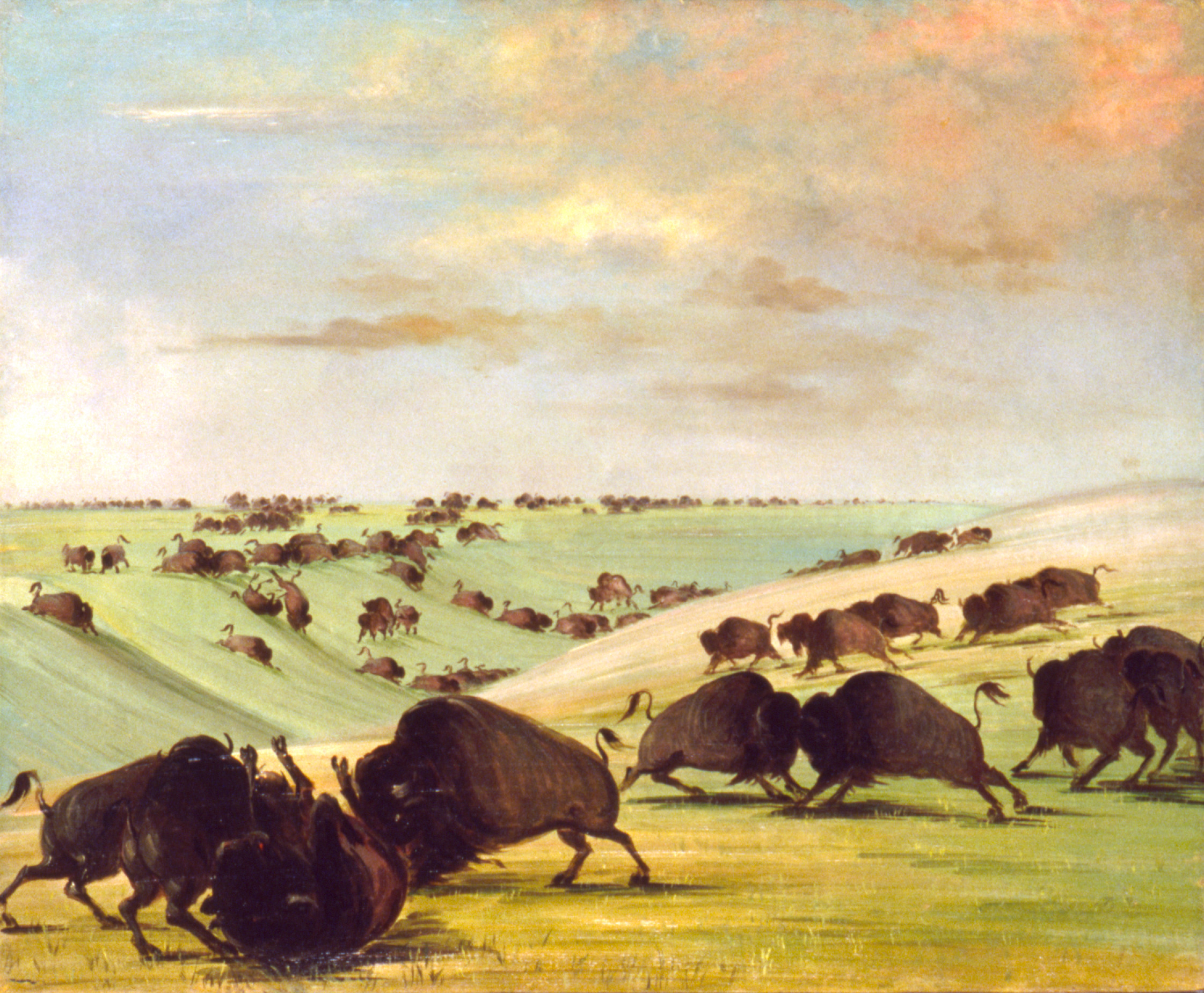 George Catlin, Buffalo Bulls Fighting in Running Season, Upper Missouri