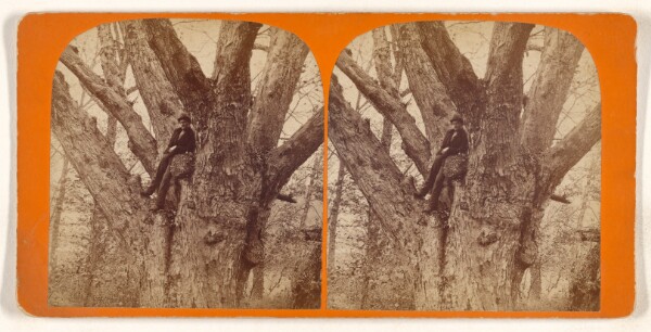 Unknown, [Big Tree, Andover, Mass.]