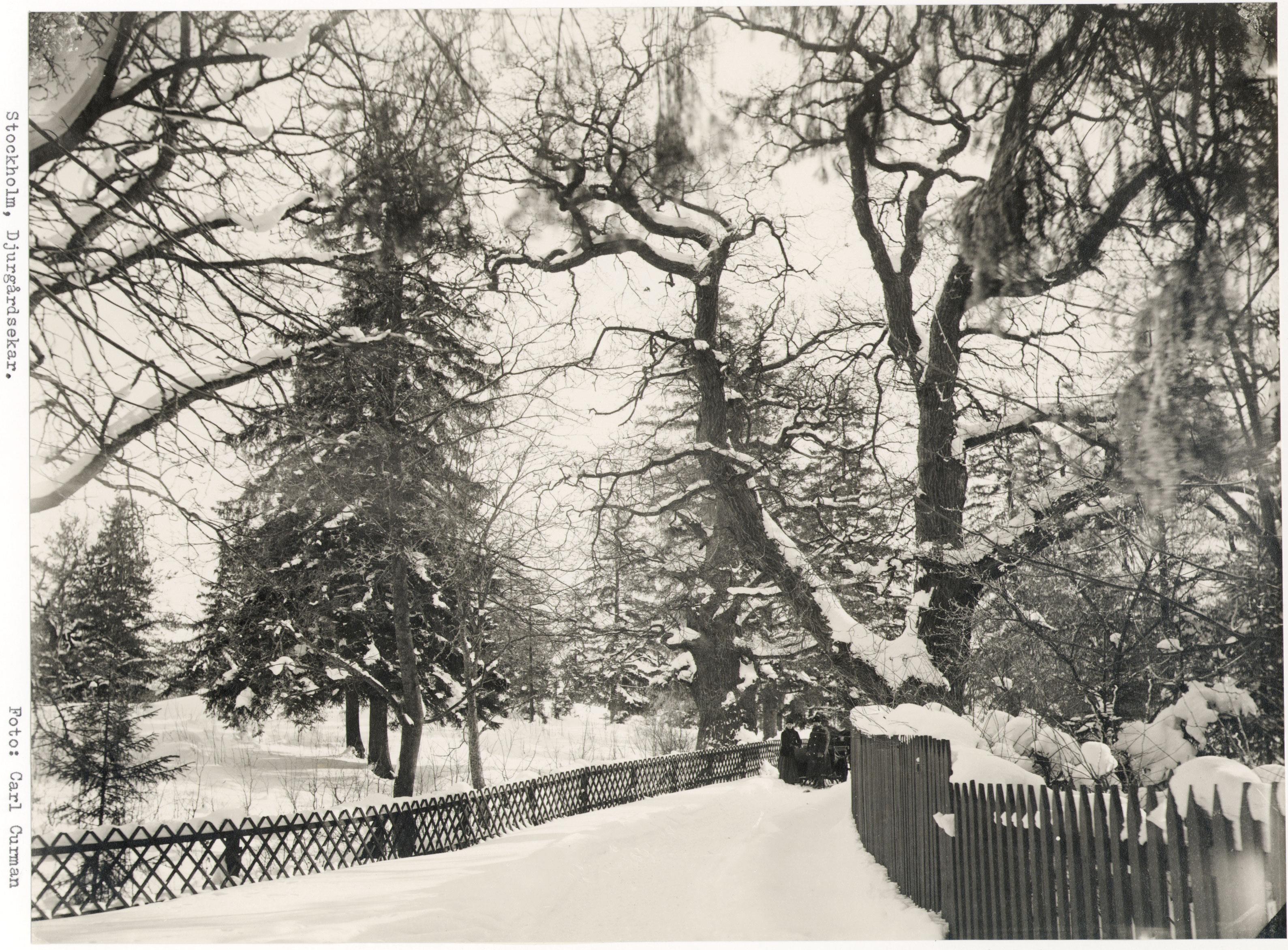 Carl Curman, Djurgården