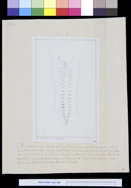 M Houtman, Vertebrae
