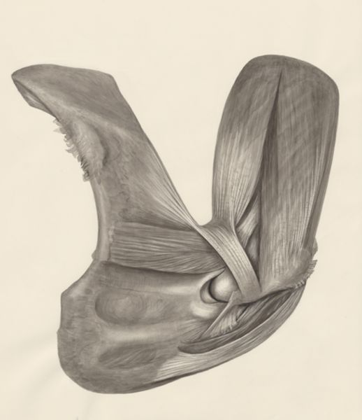 H.G Wetselaar, Muscular tissue of a lizards upper extremities