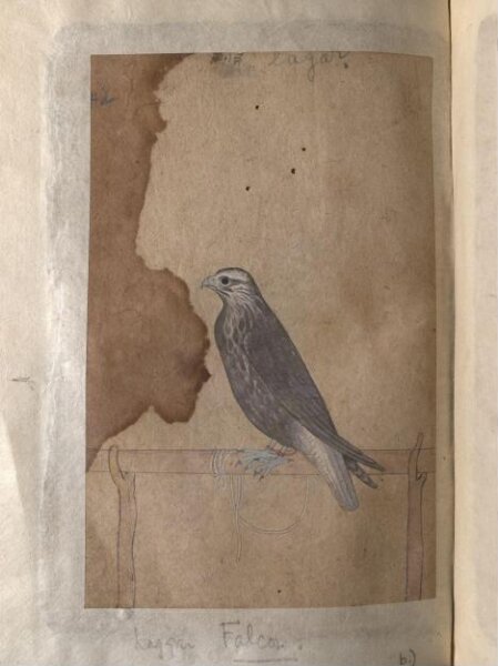 Unknown, Depictions of a Red-headed merlin and a Laggar falcon of Northern India