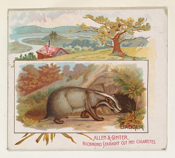 Allen & Ginter, Badger, from Quadrupeds series (N41) for Allen & Ginter Cigarettes