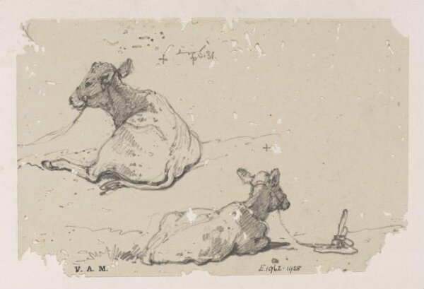 George Chinnery, Two drawings of a tethered calf