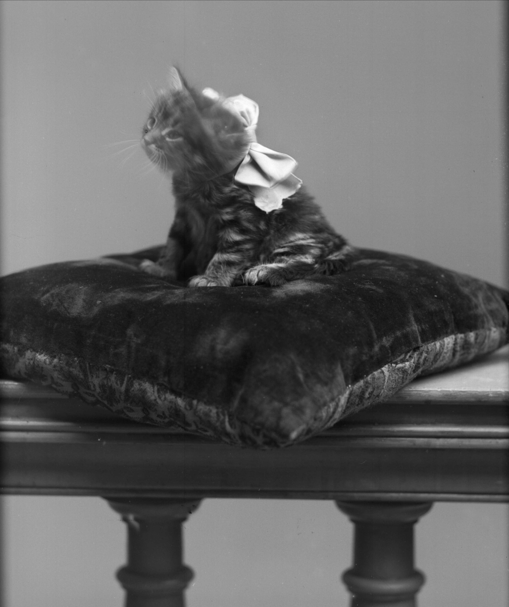 Gustav Borgen, Portrett, katt på pute. Wilhelmsens katt.