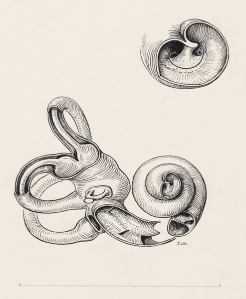 J Wetselaar-Whittaker, Urogenital or intestinal tissue