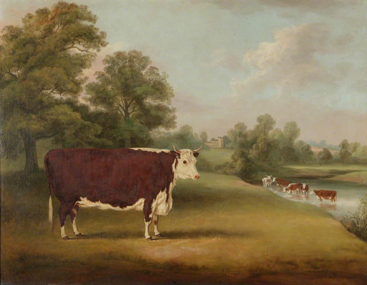 William Henry Davis, Hereford Cow near Cronkhill Farmhouse