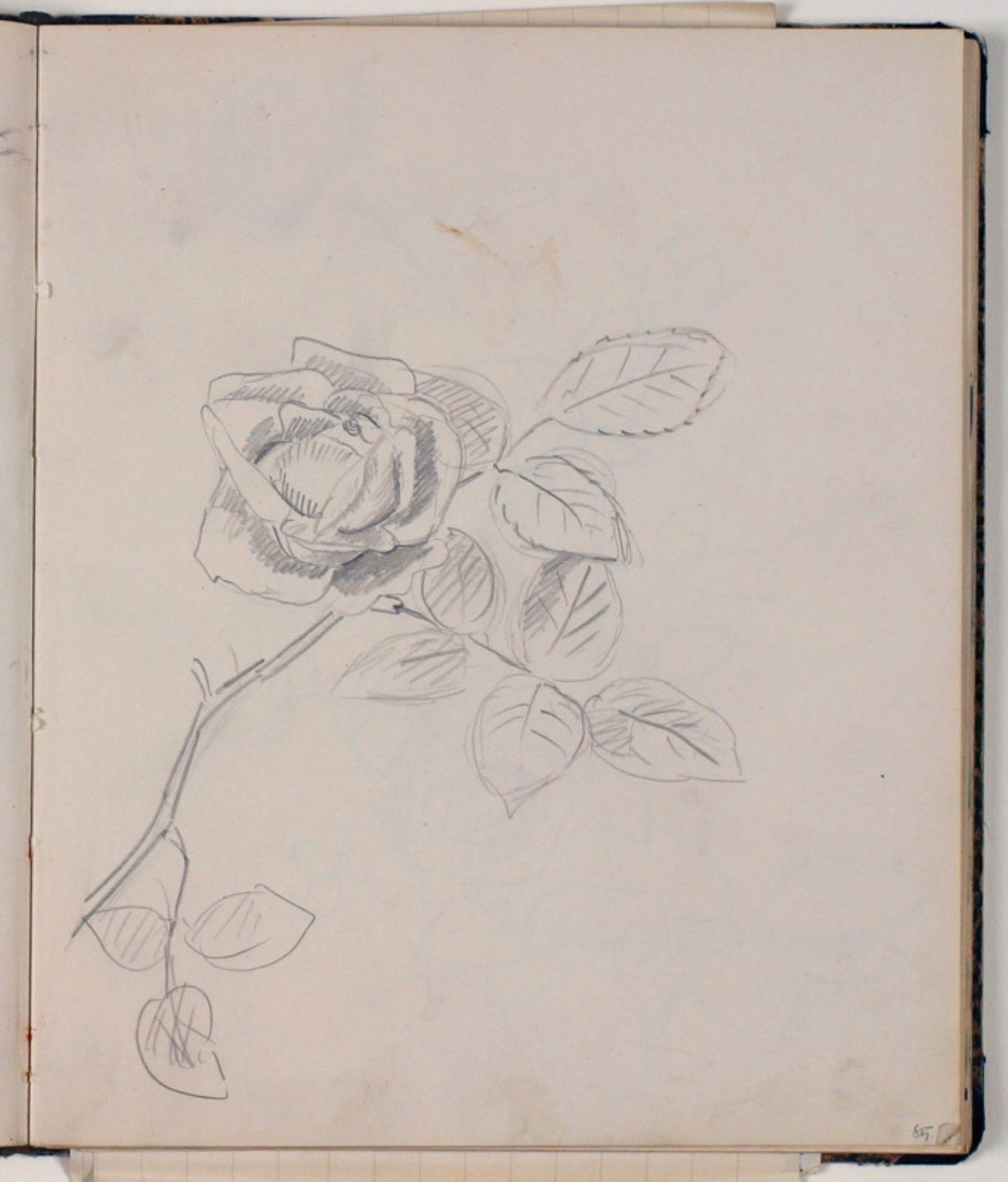 Niels Larsen Stevns, Studie af rose