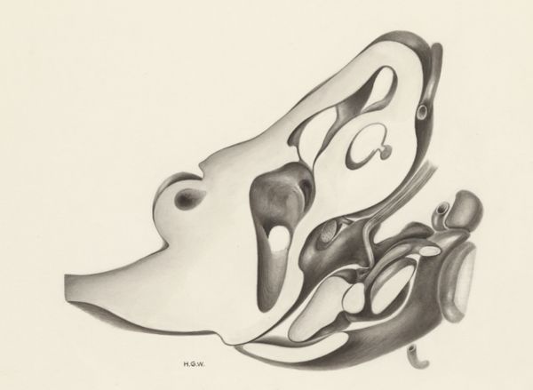 H.G Wetselaar, Hearing organ of an embryo