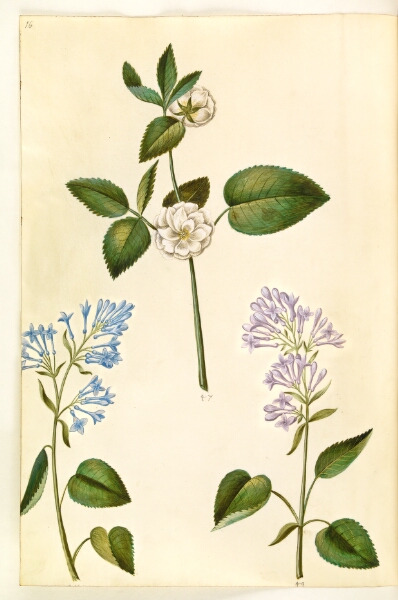 Hans Simon Holtzbecker, Rosa (?) (rose); Syringa vulgaris (almindelig syren)