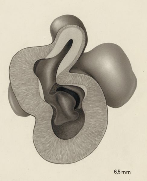 J Tinkelenberg, Embryonic heart