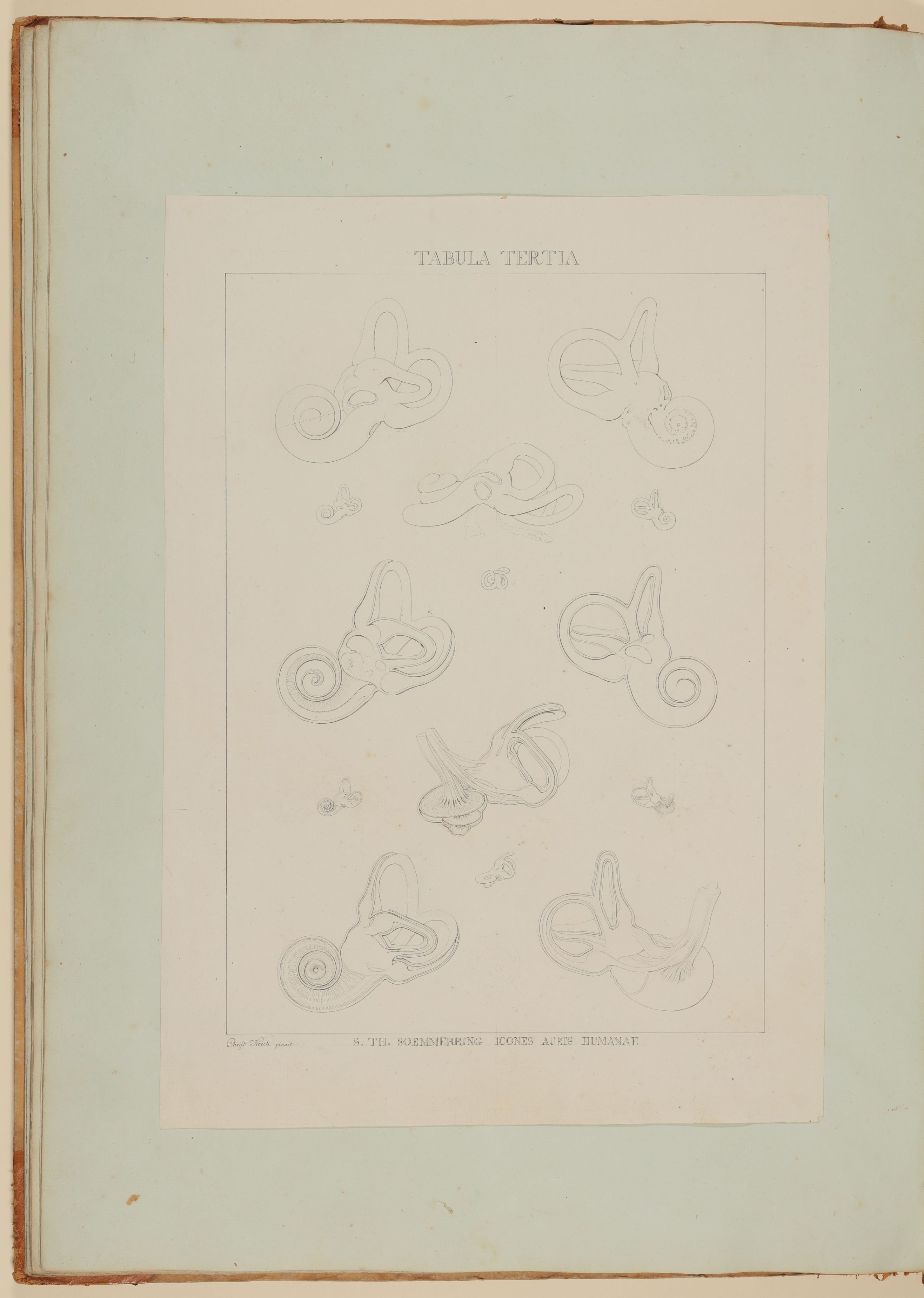 Christian Koeck, Das Innere des menschlichen Hörorganes: Labyrinth [Vorzeichnung zu Samuel Thomas Soemmerring, Abbildungen des menschlichen Hörorganes, Frankfurt am Main 1806, Tafel III ("linearische" Darstellung)]
