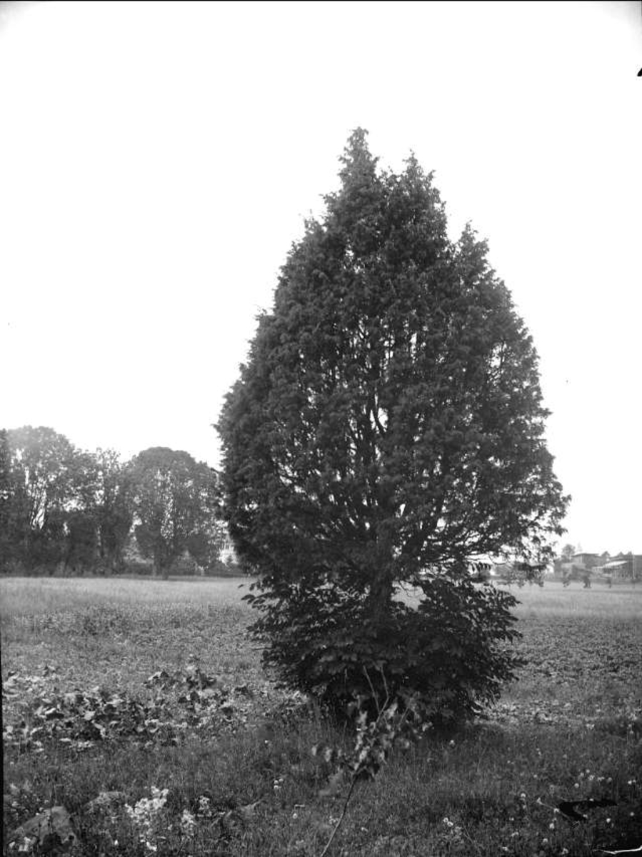 August Fredrik Schagerström, En i Östhammar, Uppland i juli 1915