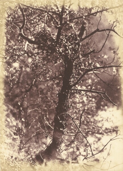 Hill & Adamson, [Ivy Covered Tree at Colinton]