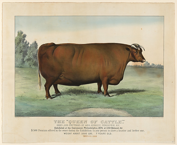 Currier & Ives, The "Queen of Cattle" Bred and Fattened by George Ayrault, Poughkeepsie, New York, Exhibited at the Centennial, Philadelphia, 1876