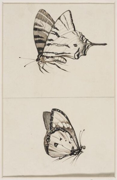 anonymous, Drawing