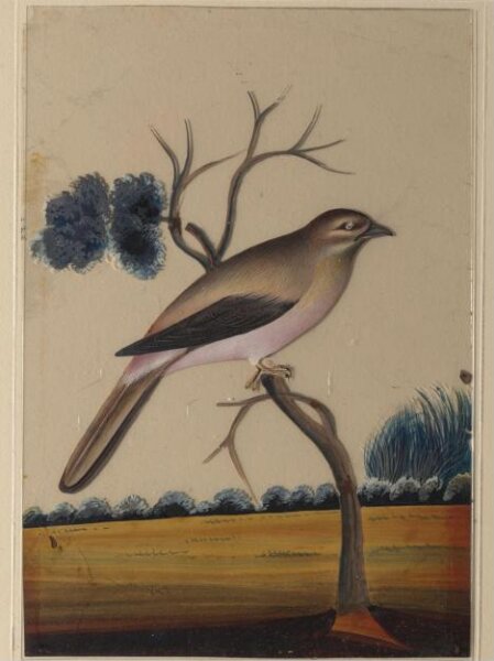 Unknown, An unidentified bird