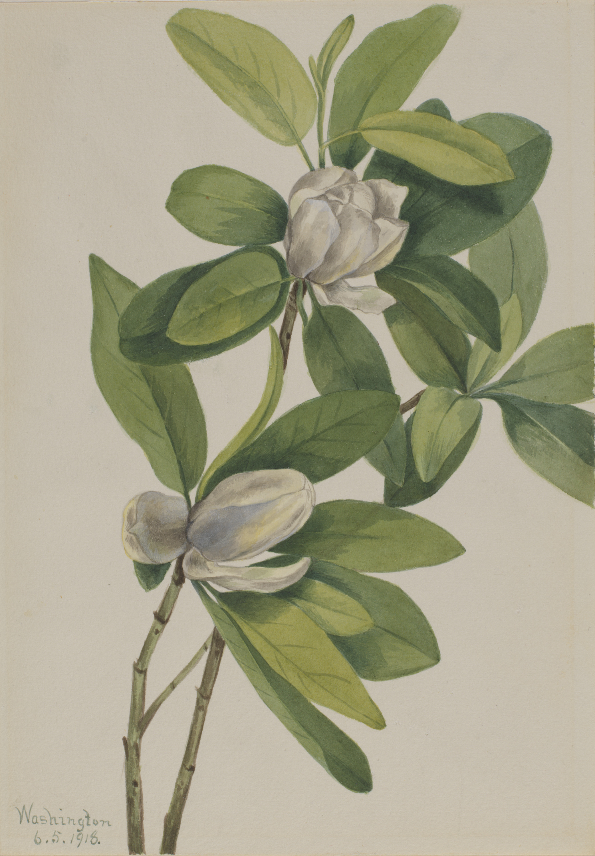 Mary Vaux Walcott, Swamp Magnolia (Magnolia virginiana)