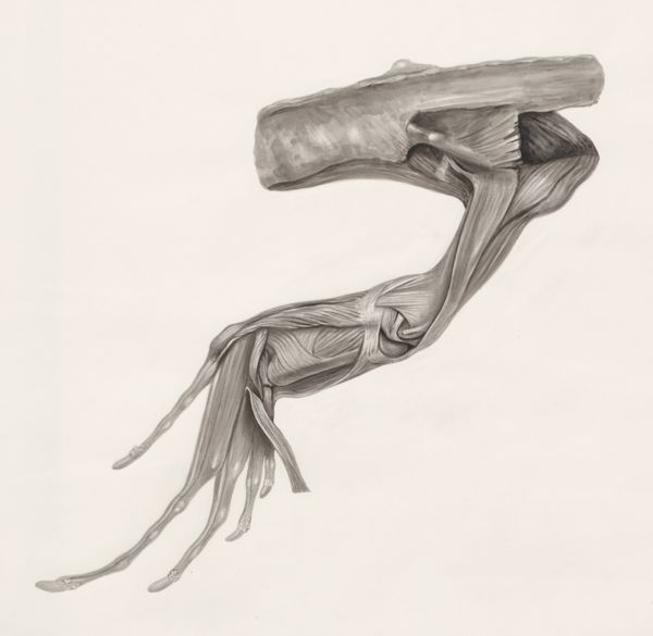 H.G Wetselaar, Muscular tissue of a lizards leg