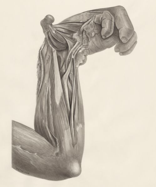 H.G Wetselaar, Muscular tissue of the upper extremities of an ape