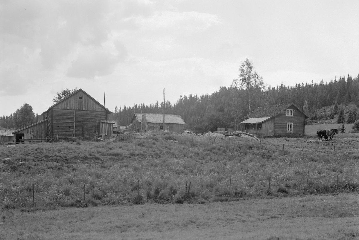 Anno Domkirkeodden, EKSTR: GARDSTUN, NYHUS, HESTER, FØLLSe Løtenboka, bind 3. Bygdeboka fra 1955, side 507