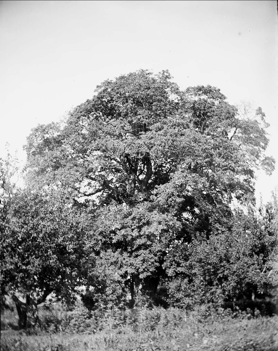 August Fredrik Schagerström, Lönn, Alsike socken, Uppland september 1920