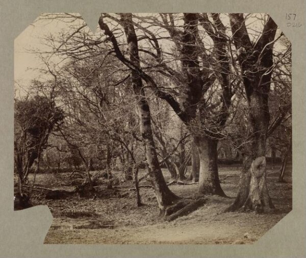 Clementina, Lady Hawarden, Photograph