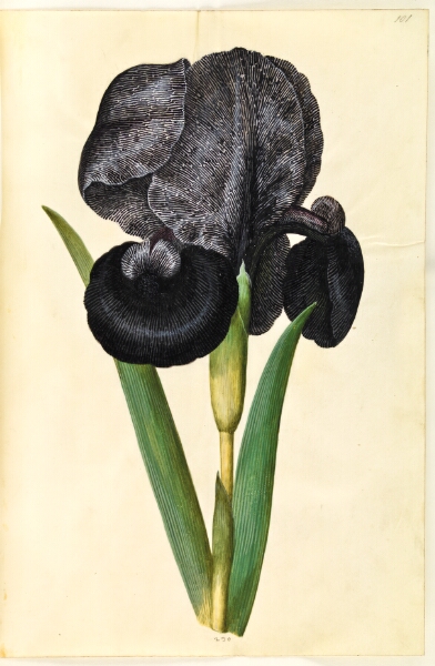 Hans Simon Holtzbecker, Iris susiana (sørge-iris)
