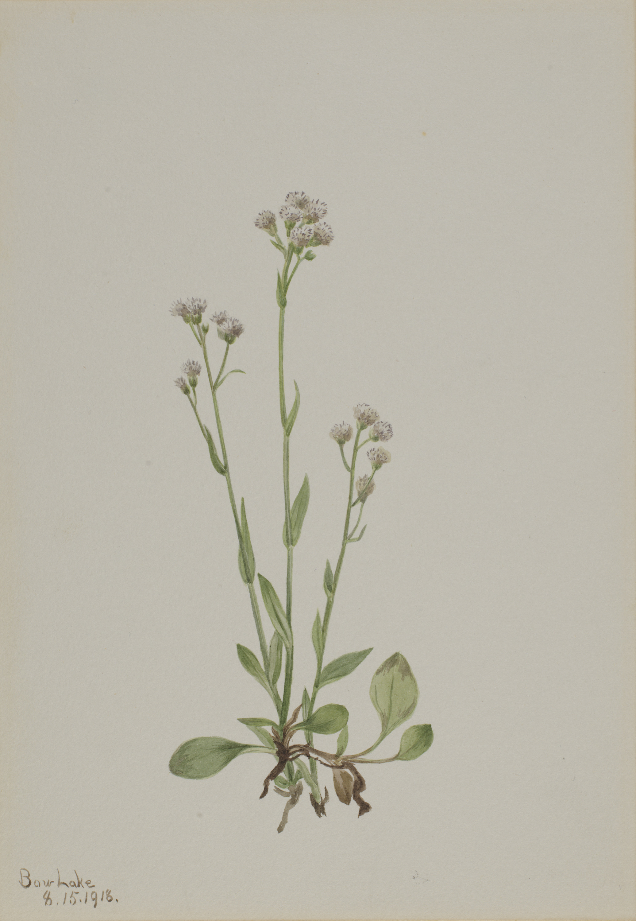 Mary Vaux Walcott, Pussy-Toes (Antennaria racemosa)