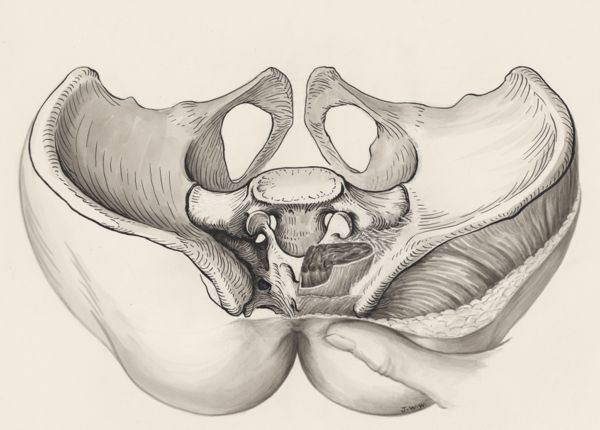 J Wetselaar-Whittaker, Cross section of the pelvis