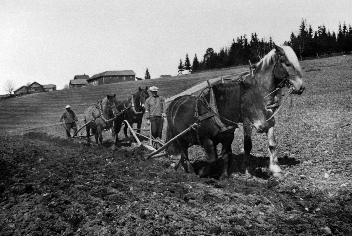 Anno Domkirkeodden, Våronn på Hellerud østre, Furnes, Ringsaker. Tospann hester med plog. Peder Hellerud først, Martin Stenberg bak. Hesteredskap.