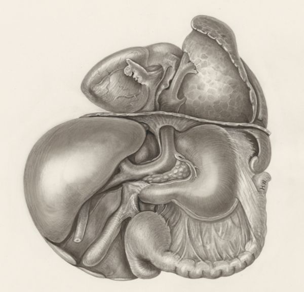 H.G Wetselaar, Heart and adjacent organs