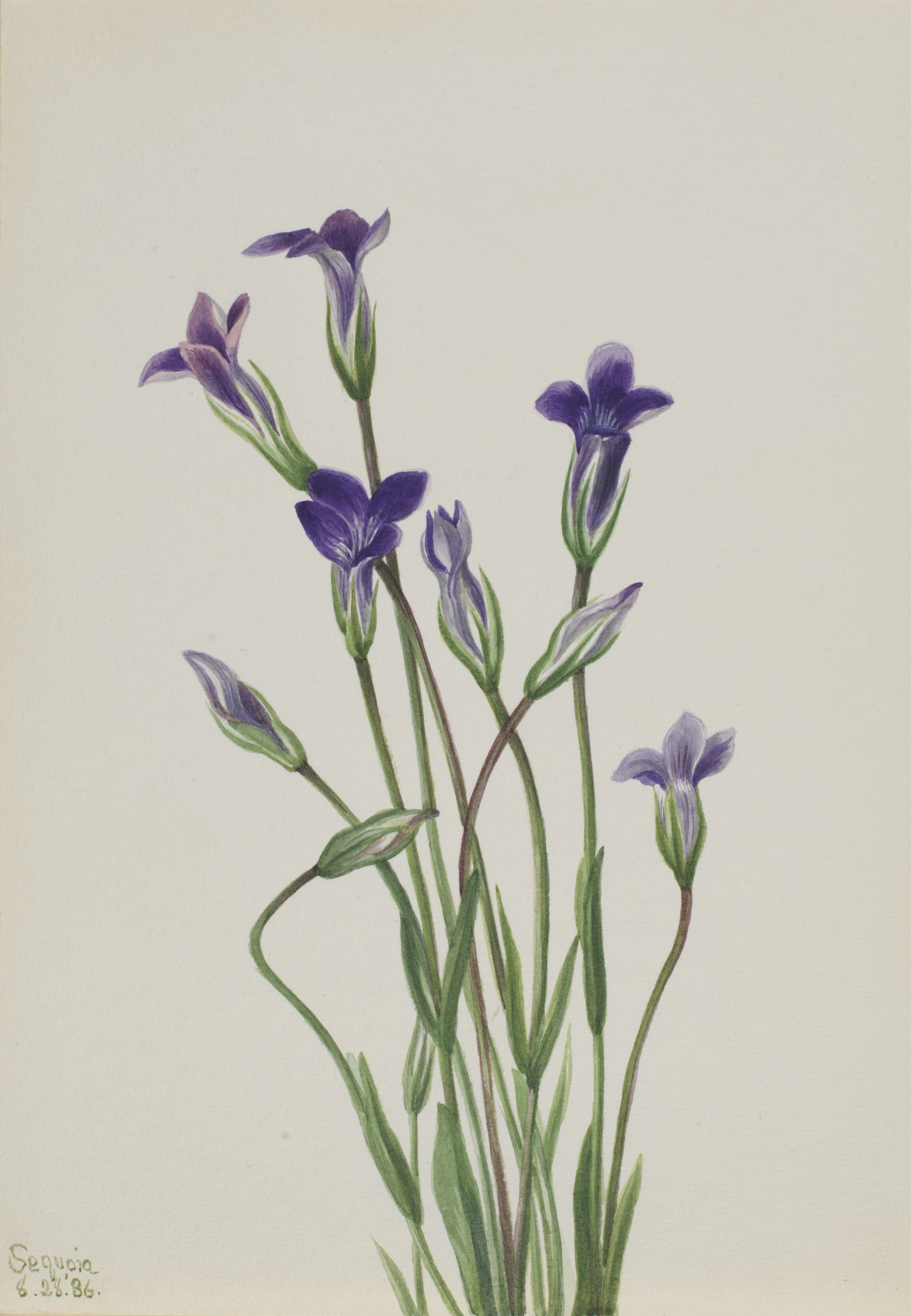 Mary Vaux Walcott, Gentian (Gentiana holopetala)
