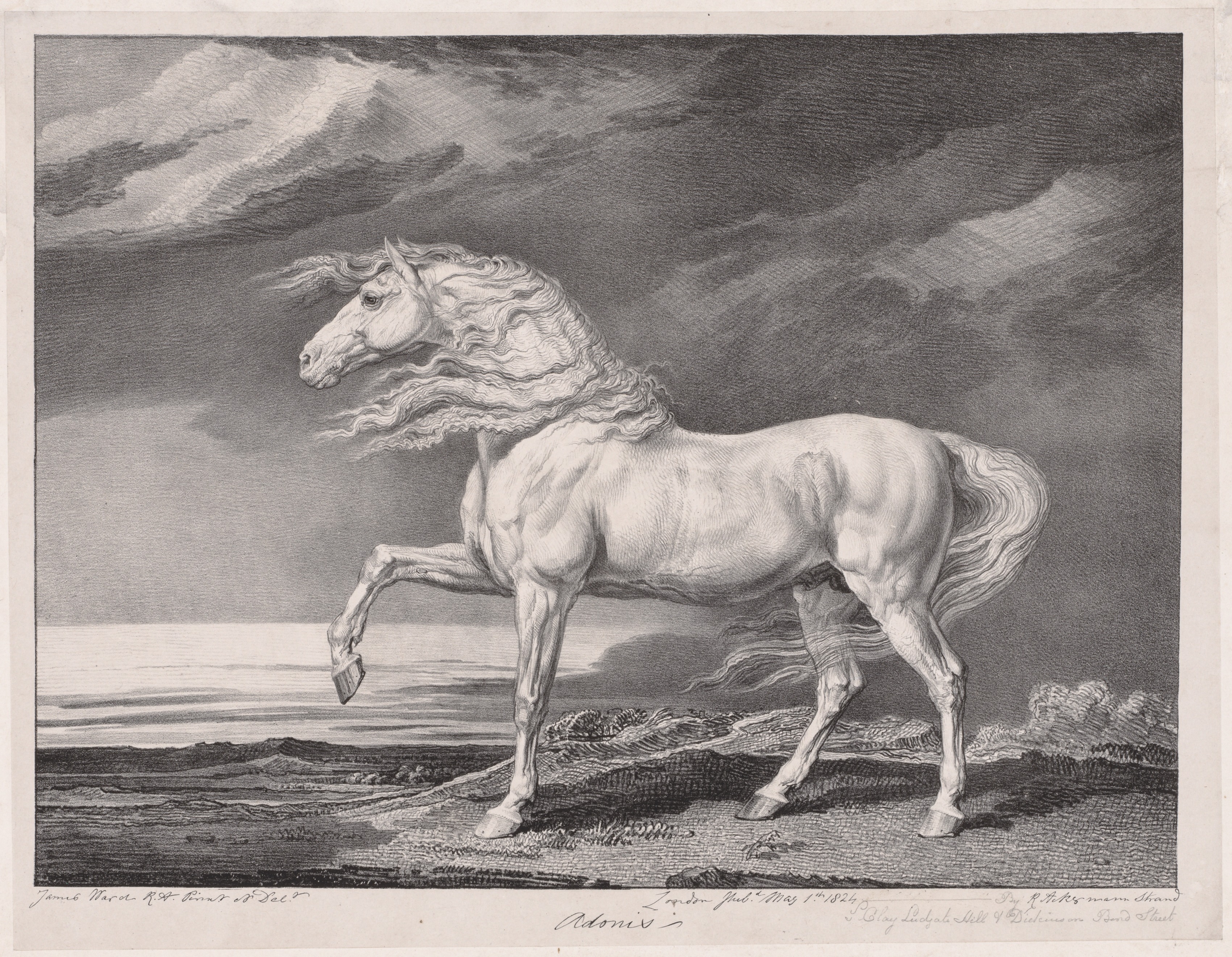 James Ward, Fourteen Celebrated Horses:  Adonis