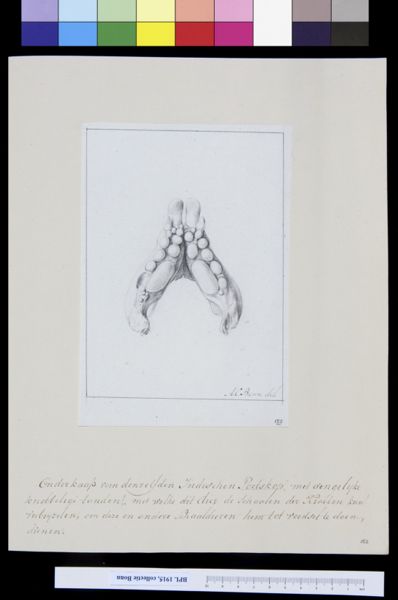 A Bonn, Animals: lower jaw of a fish
