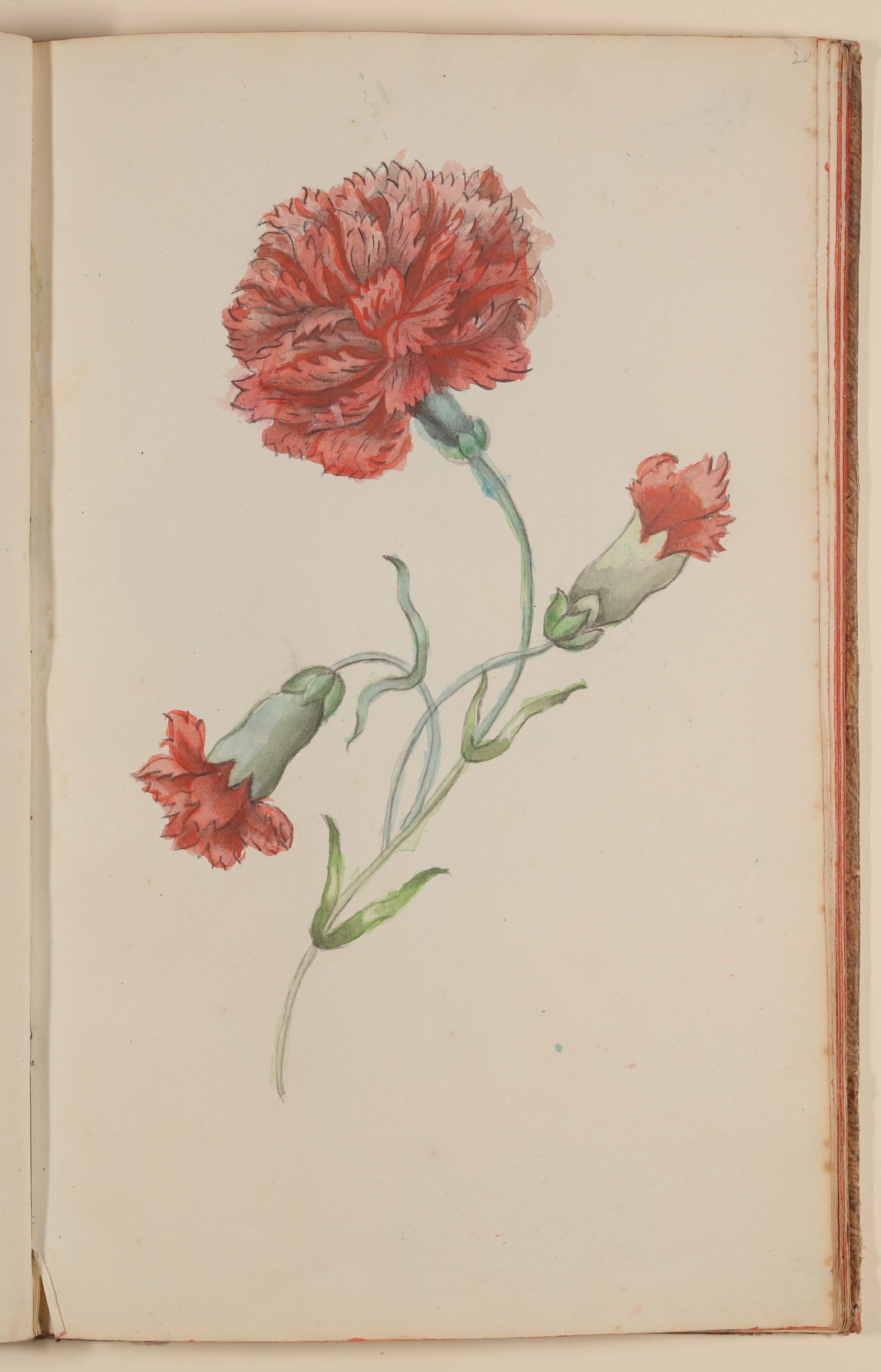 Marianne Franziska Seiffert von Klettenberg, Nelke [aus einem Skizzenbuch der Marianne Franziska Seiffert von Klettenberg]